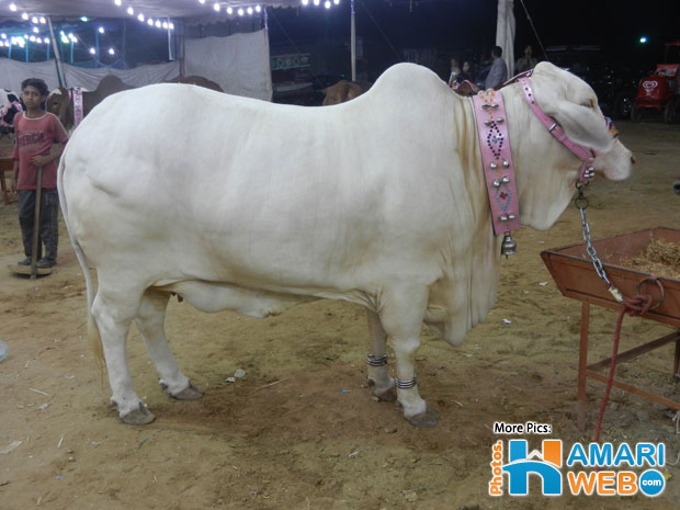 Beautiful White Cow at Karachi Mandi
