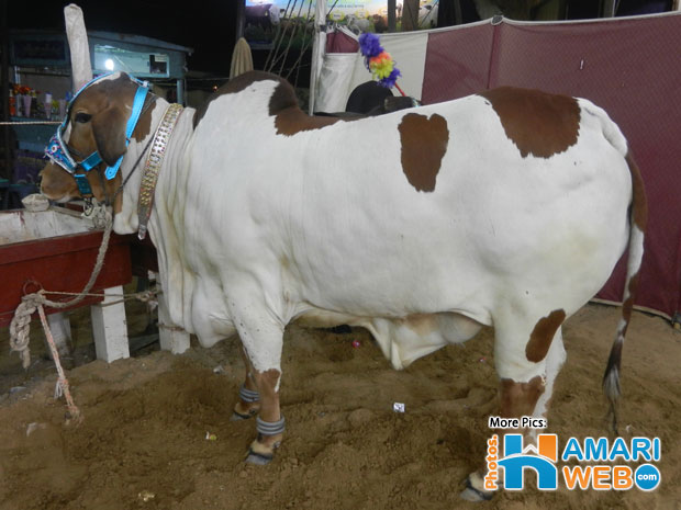 White Bull with Brown Spots