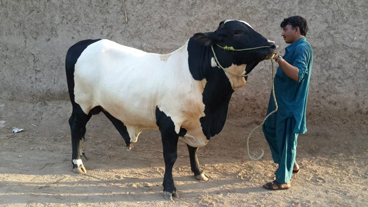 Rahman Cattle Farm's Cow
