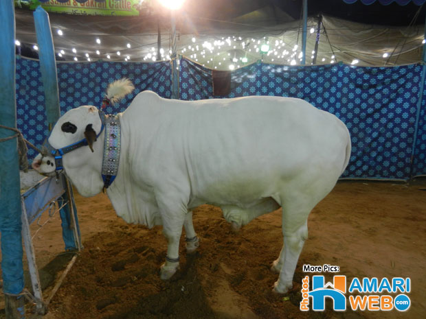 White Cow at Cattle Farm Tent