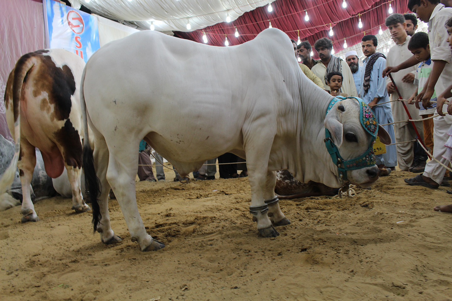 Pure White Cow In Cattle Farm Karachi