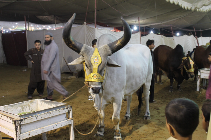 Chand Bull - Big Rounded Horns Of Cow