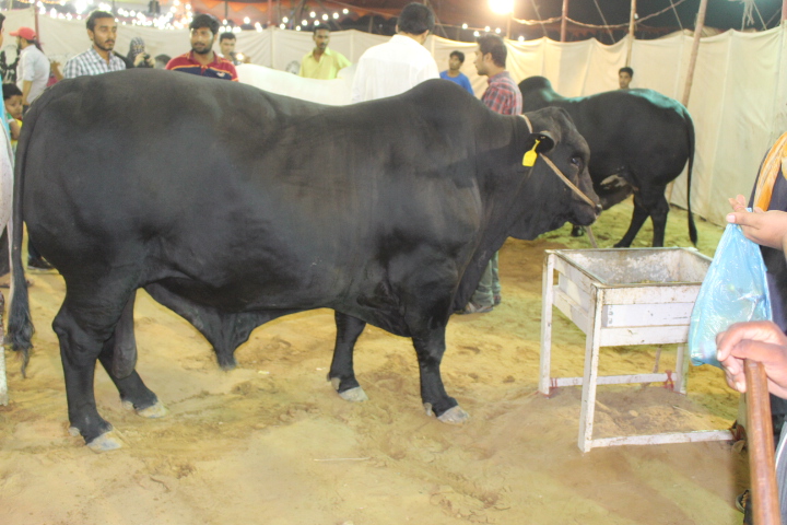 Full Black Cow In Cattle Farm 2014
