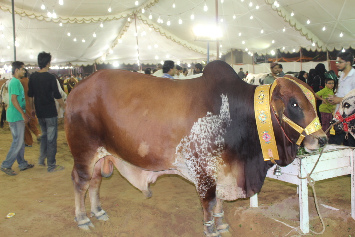 Brown Cow With Black Shades
