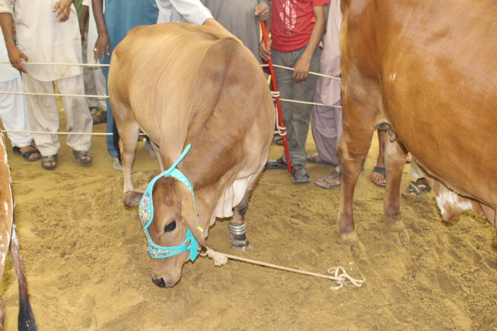 Brown Cow Baby In Cow Mandi 2014