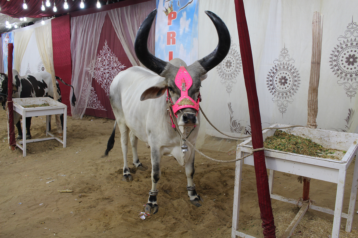 Big Horns Chand Bell In Karachi Cow Mandi - Cow Mandi & Cattle Farm