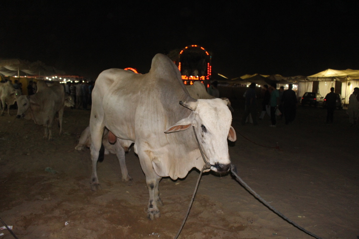 Cow Walking In Night At Cow Mandi 214
