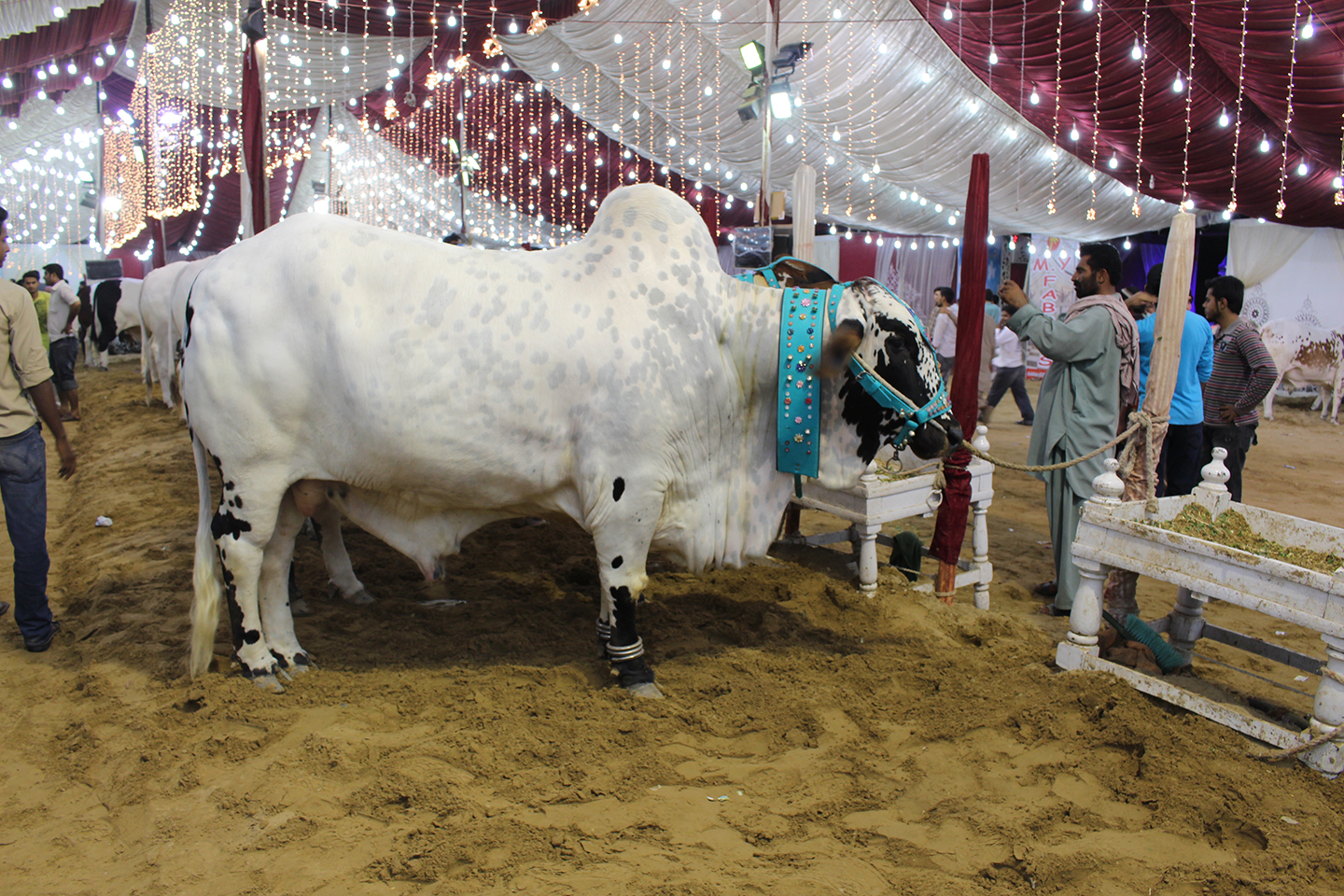 Very Beautiful Cow In Cattle Farm Karachi