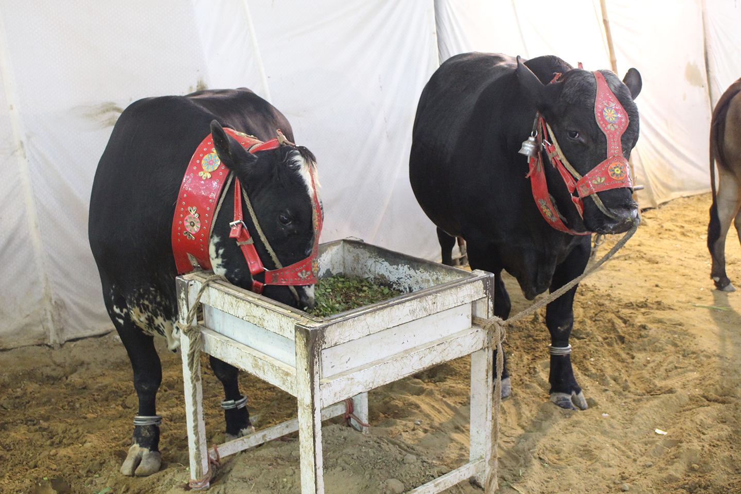 Pair Of Black Cows In Cow Mandi