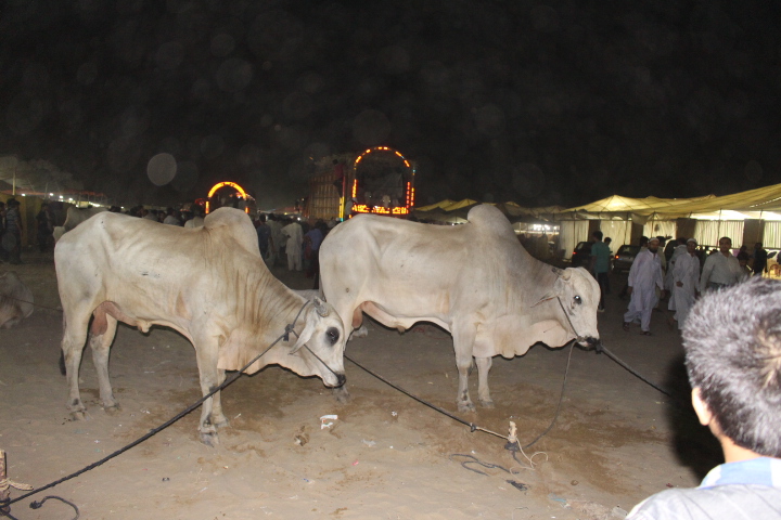 Pair Of Light Brown Cows At Cow Mandi 2014
