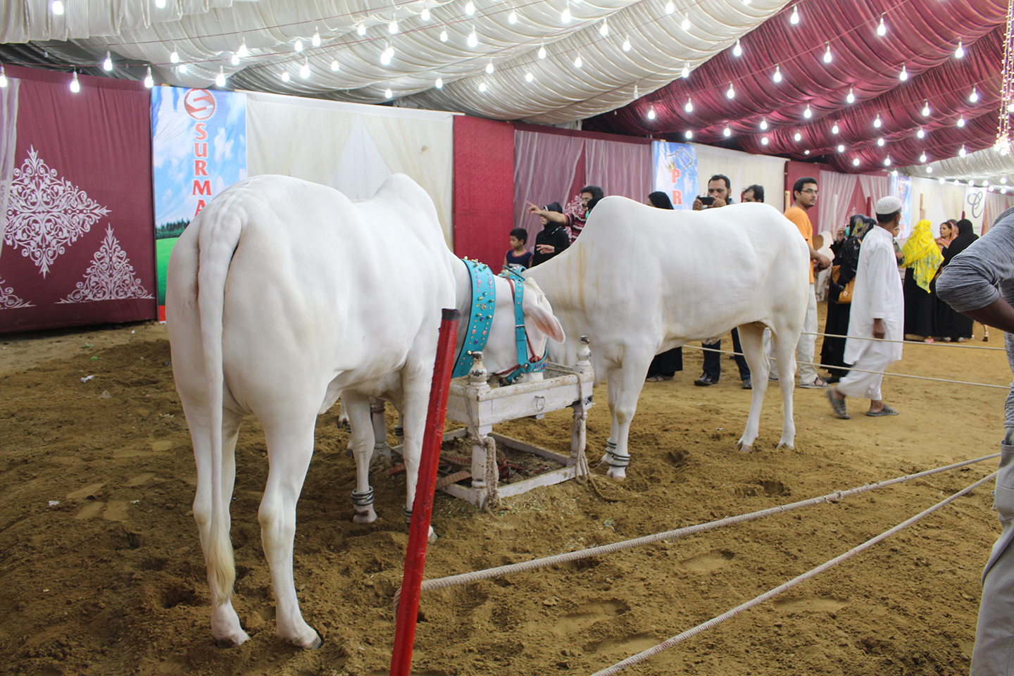 Couple Of White Cows In Tent
