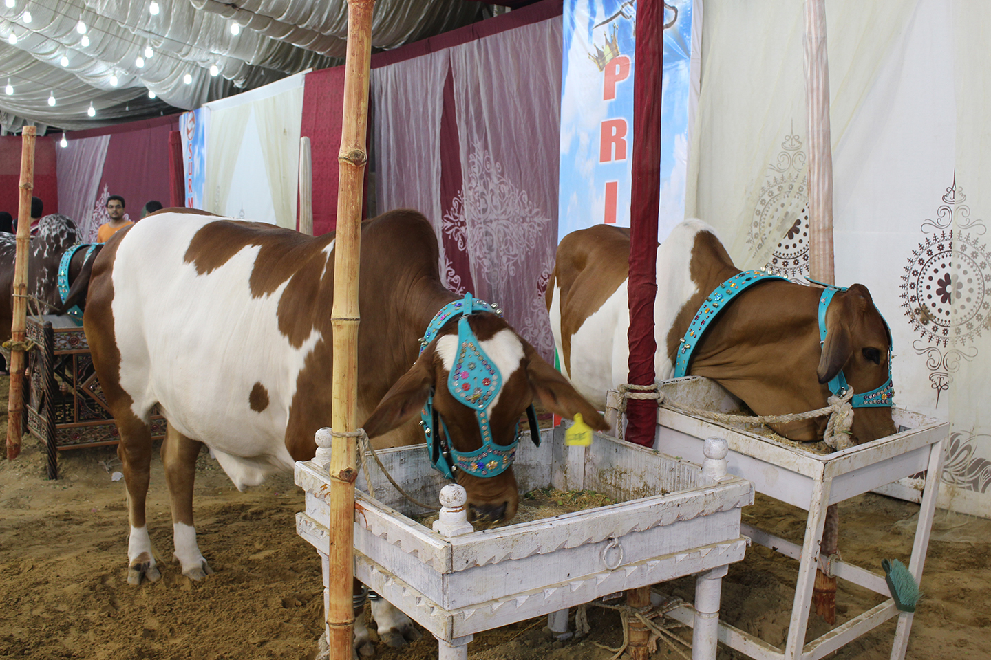 Brown And White Cow Couple In Mandi