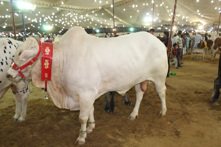 Complete White Bull At Cattle Farm 2014