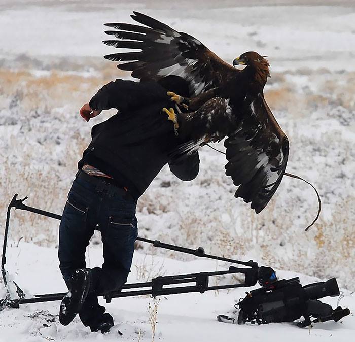 Big Eagle Attacking While Taking Picture