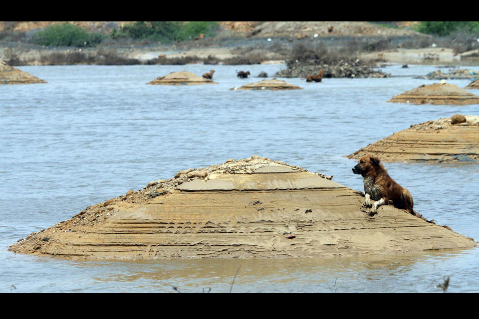 A dog finds dry ground in a flooded area as rain water receded following torrential rains in Karachi