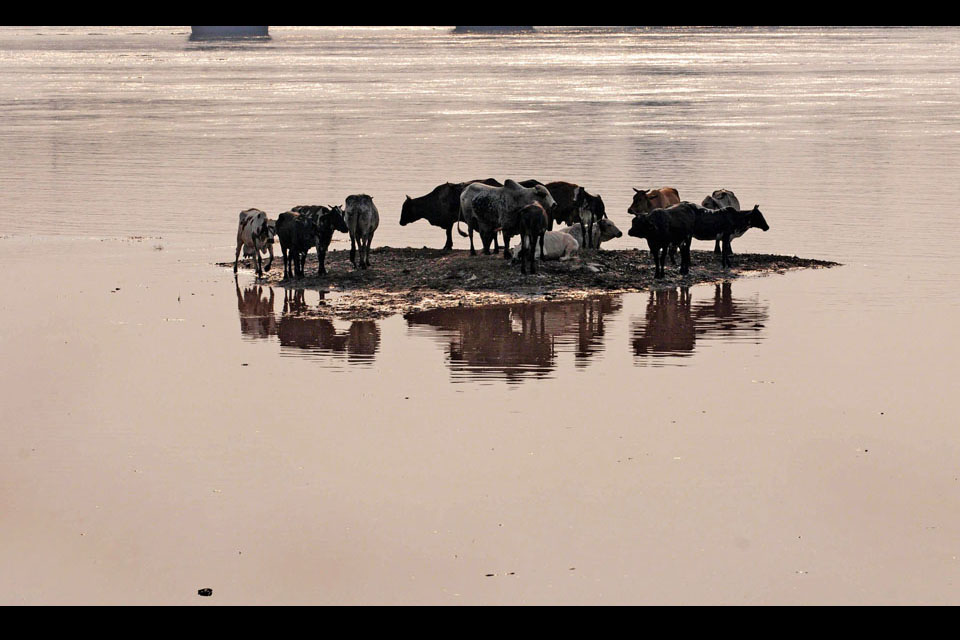 Animals gather on the high ground of the Ravi river in Lahore