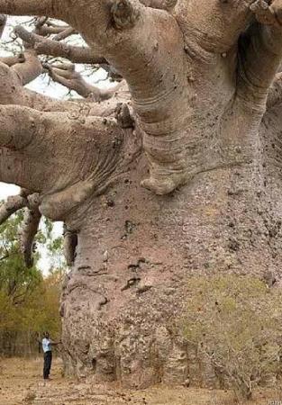 African Baobab Tree