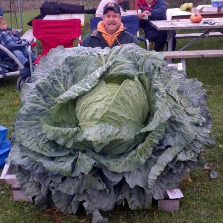 Newest Canadian record cabbage