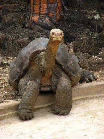 100 years old - Galapagos Tortoise - Animals & Pets Images & Photos