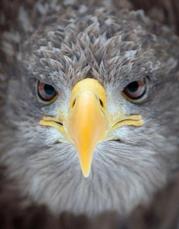 Amazing Eagle View - Animals & Pets Images & Photos