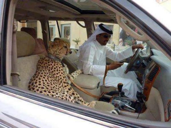 Arab's Pets
