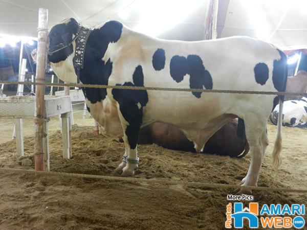 Huge Australian Bull