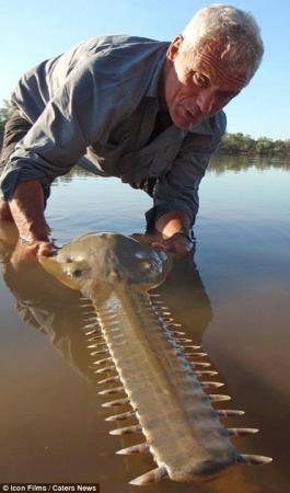 Australian Saw Fish in the Fitzroy River, Australia