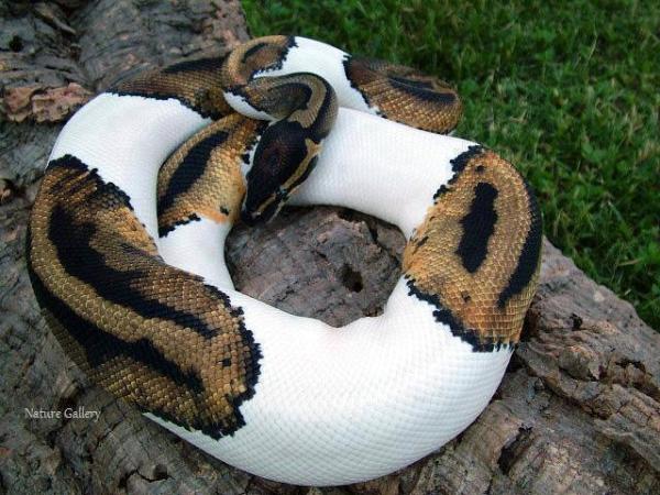 Awesome Snake