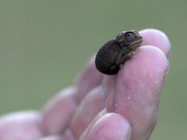Baby Chameleon