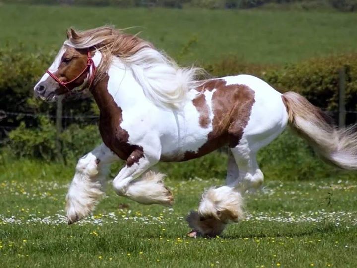 Beautiful Horse
