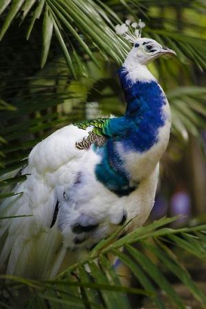 Beautiful Peacock