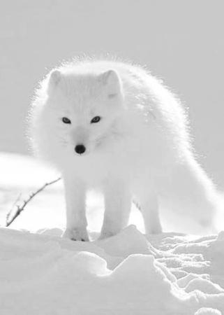 Beautiful White Snow Fox
