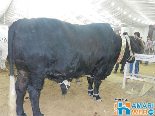 Black Beauty in Sorab Goth Mandi