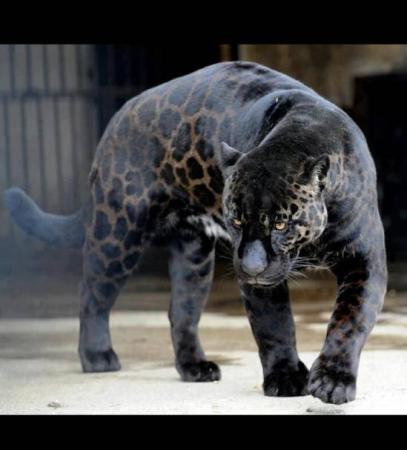 Black leopard