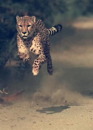 Cheetah in Full Speed