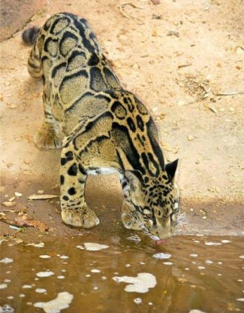 Clouded Leopard