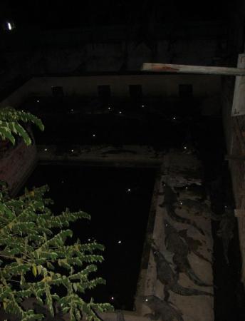 Crocodiles Eyes at Night