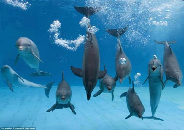 Dolphins in fun mood
