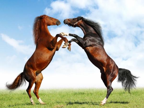 Fight Of Horses
