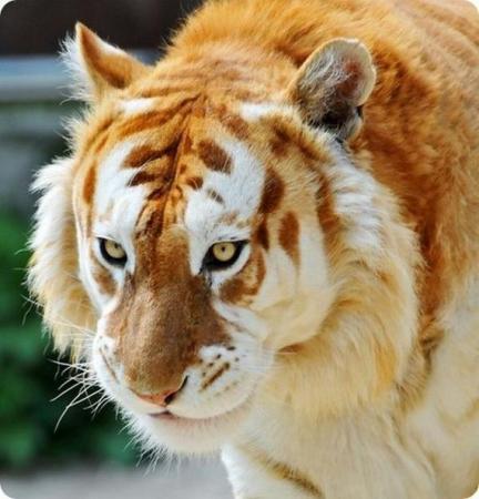 Golden Tiger