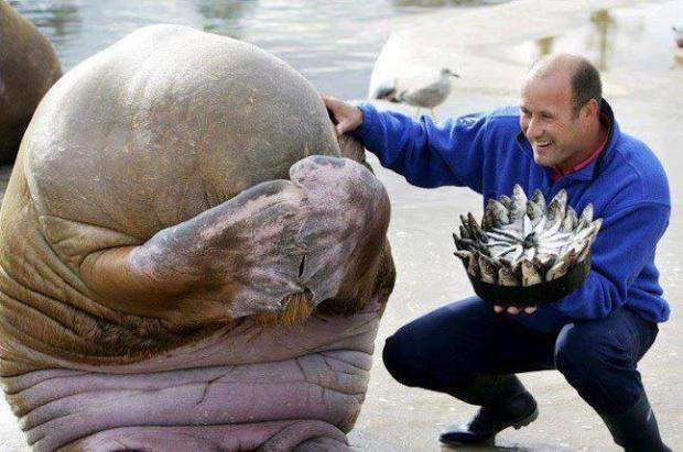 Great picture of A Walruss being presented with a fish