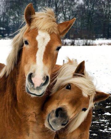 Horse Couple