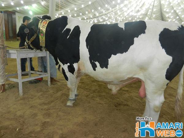 Huge Australian Bull 2016