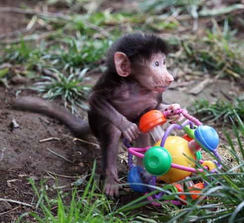 Kodee, an almost 1-month-old baby hamadryas baboon at Oakland Zoo