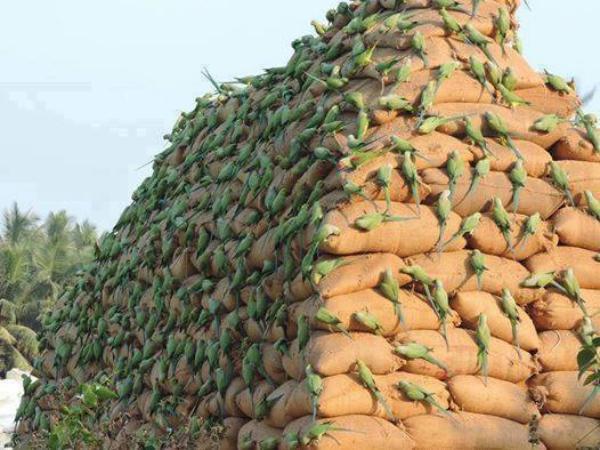 Lots Of Green Parrot