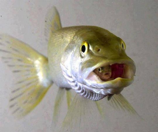 Mother cichlid fish protects her young by keeping in Mouth