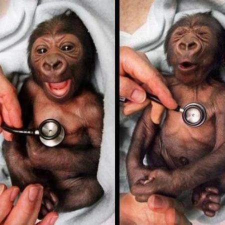 Newborn baby gorilla at Melbourne Zoo