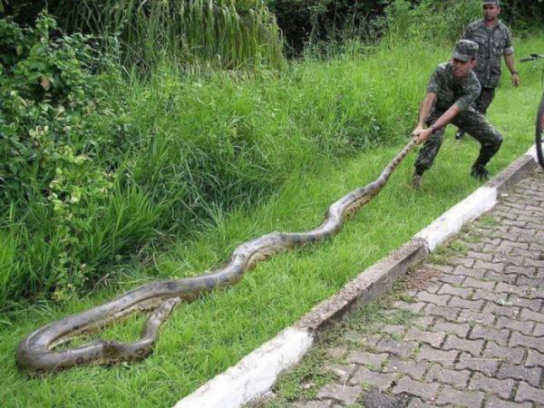 Now that is one huge Snake