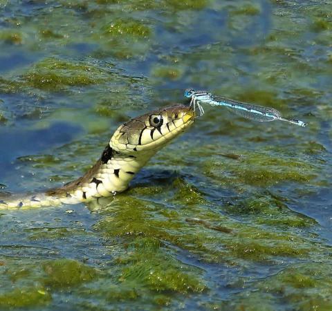 One in a million shot