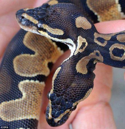 Python Regius Born With 2 Heads In Germany